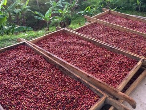 Nicaragua Jinotega Elixir Carbonic Macerated Natural Swiss Water Decaf
