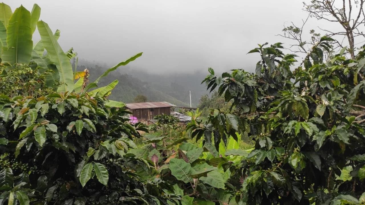 Santo Tomas, Peru 227g