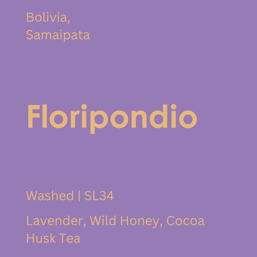 Bolivia - Floripondio